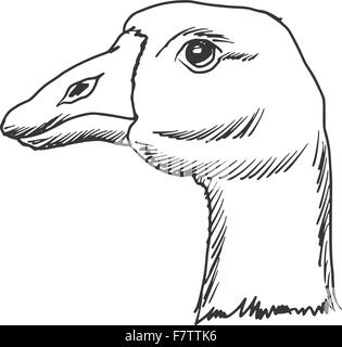 OIE Illustration de Vecteur