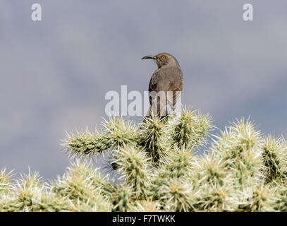 Une courbe-billed Thrasher (Toxostoma curvirostre) perché sur Teddy Bear Cholla cactus. Tucson, Arizona, USA. Banque D'Images
