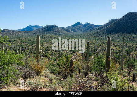 Variétés de cactus poussent autour des cactus Forest Trail, Saguaro National Park, Tucson, Arizona, USA. Banque D'Images