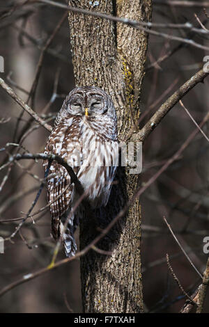 Sleepy Chouette rayée Strix varia, dans un arbre, Banque D'Images