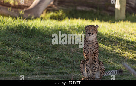 Le guépard, Acinonyx jubatus, est le mammifère à jeun sur terre et peuvent être trouvés sur le Serengeti d'Afrique Banque D'Images