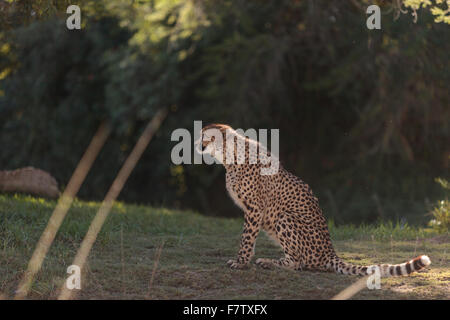 Le guépard, Acinonyx jubatus, est le mammifère à jeun sur terre et peuvent être trouvés sur le Serengeti d'Afrique Banque D'Images