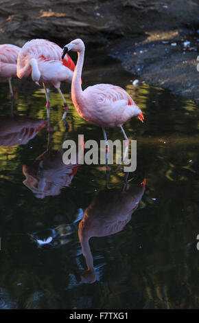 Le flamant du Chili Phoenicopterus chilensis, est d'eau douce, rose vif d'oiseaux. Banque D'Images