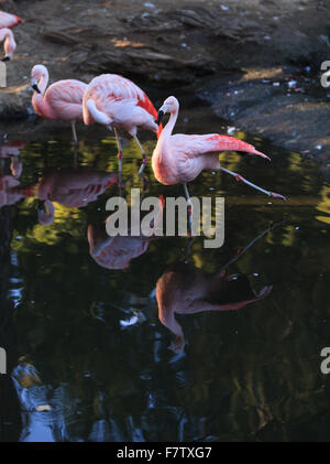 Le flamant du Chili Phoenicopterus chilensis, est d'eau douce, rose vif d'oiseaux. Banque D'Images