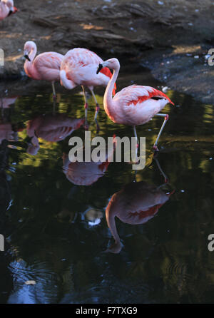 Le flamant du Chili Phoenicopterus chilensis, est d'eau douce, rose vif d'oiseaux. Banque D'Images