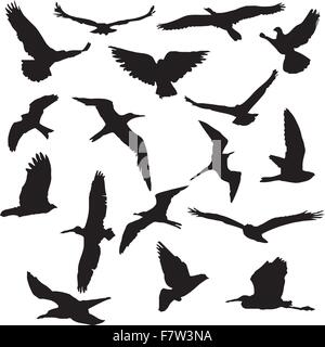 Vector Collection de silhouettes d'oiseaux Illustration de Vecteur