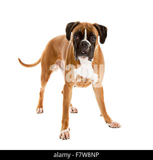 De couleur fauve allemand, chien Boxer pure race sur fond blanc Banque D'Images