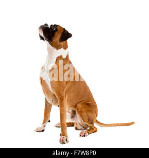 De couleur fauve allemand, chien Boxer pure race sur fond blanc Banque D'Images