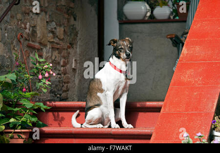 Half Breed chien assis sur l'escalier de la chambre, Mugnano, Pérouse, Ombrie, Italie Banque D'Images