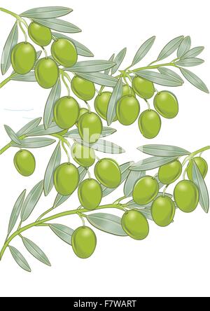 Olives sur l'arbre Illustration de Vecteur