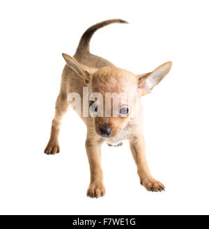 Chiot chihuahua poil court devant un fond blanc Banque D'Images