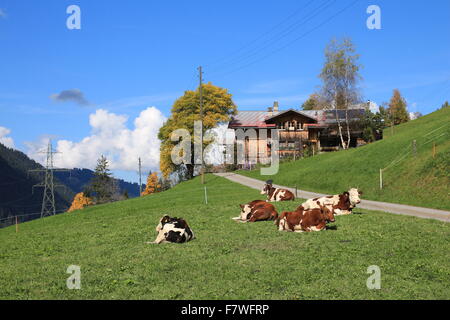 Les vaches détendue sur un jour d'automne Banque D'Images
