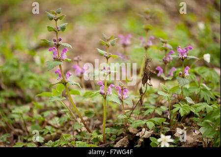 Floraison rose Lamium maculatum plantes vivaces dans la famille Lamiaceae, appelé repéré deadnettle, spotted henbit ... Banque D'Images