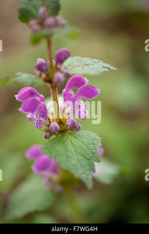 Lamium maculatum inflorescence plante vivace, macro closeup dans la famille Lamiaceae, appelé repéré deadnettle, spotted henbit Banque D'Images