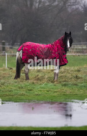 Les animaux de ferme à Southport, Merseyside, Royaume-Uni. Chevaux dans un champ inondé. La pluie épaisse et persistante de balayer la région avec d'autres fortes pluies attendues sur déjà inondé et pluie sur la masse. Les chevaux peuvent devenir humide et froid, en particulier les types de pur-sang avec des couches plus minces, bien que cet animal, et d'autres dans le voisinage, portent des vestes matelassées. Recommander PRAS pour mater les propriétaires du sable ou de paille pour qu'ils ont un endroit sec pour se coucher ou en dernier recours, les propriétaires peuvent avoir besoin d'envisager de passer leurs chevaux en pension. Banque D'Images