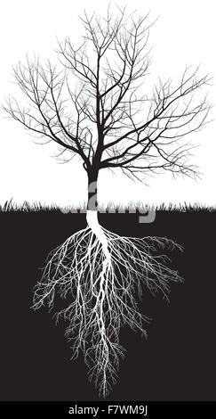 Cherry Tree roots sans feuilles Illustration de Vecteur