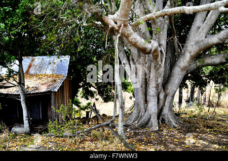 Ancienne LAITERIE ET grand figuier. Banque D'Images