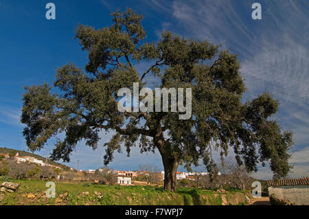 Le Parc Naturel de Sierra de Aracena, chêne vert, Cañaveral de León, province de Huelva, Andalousie, Espagne, Europe Banque D'Images