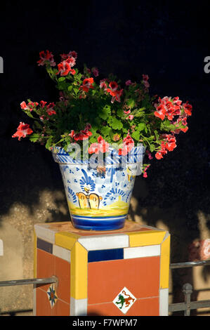 Le parc naturel de Sierra de Aracena, fleurs en pot, arnes, province de Huelva, Andalousie, Espagne, Europe Banque D'Images