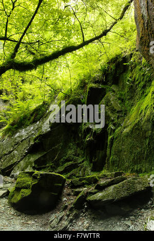 Moss couverts d'arbres et de pierres de la Cathédrale, caverne, peu Langdale Banque D'Images