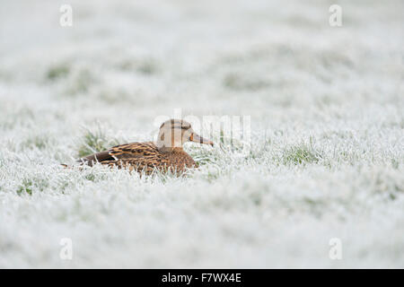Femelle Mallard / canard sauvage / Stockente ( Anas platyrhynchos ) repose sur des pâturages couverts de givre, en hiver glacial, faune, Europe. Banque D'Images
