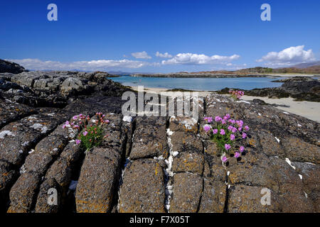 Purple heather plante poussant dans les régions côtières de rock formation sur plage écossais Banque D'Images