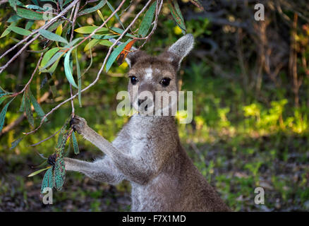 Kangourou gris manger les feuilles, de l'Australie Banque D'Images