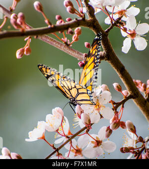 Papillon monarque sur blossom, Australie Banque D'Images