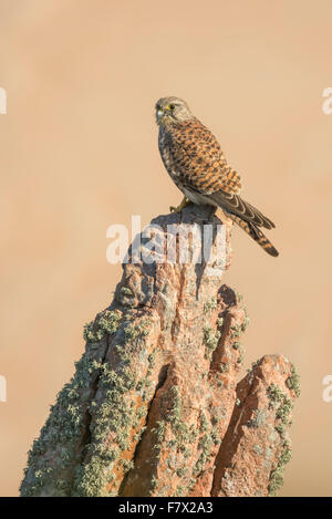 Crécerelle (Falco tinnunculus) perché sur un rocher de granit, Jersey, Channel Islands, Royaume-Uni Banque D'Images