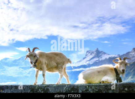 Deux chèvres sur un mur, col du Klausen, Suisse Banque D'Images