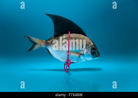 Déguisés en poissons requin Banque D'Images