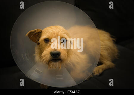 Vue aérienne d'un chien terrier portant un cône de protection autour du cou Banque D'Images