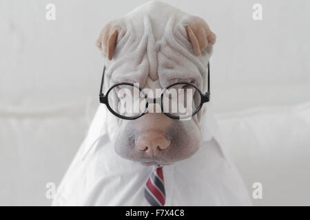 Shar Pei chien habillé de verres, une chemise et une cravate comme un homme d'affaires Banque D'Images