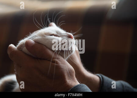 L'homme de caresser cat Banque D'Images