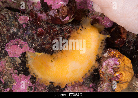 Nudibranche, grosse Tritonia, Tritonia hombergii hombergi, Tritonia, Tritonia alba, Nacktschnecke, Nudibranchia, Tritoniidae Banque D'Images