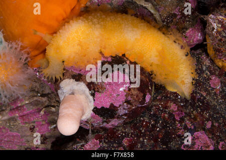 Nudibranche, grosse Tritonia, Tritonia hombergii hombergi, Tritonia, Tritonia alba, Nacktschnecke, Nudibranchia, Tritoniidae Banque D'Images