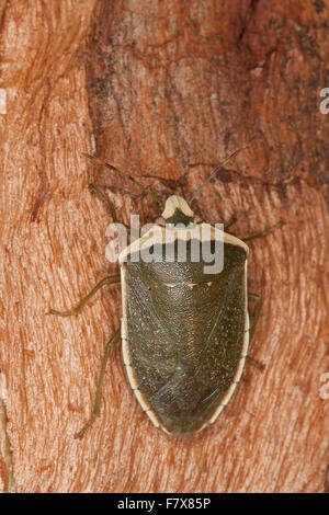 Southern green stink bug bug, légume vert, vert Shieldbug Sud, Grüne Reiswanze Stinkwanze, Mersch, Nezara viridula Banque D'Images