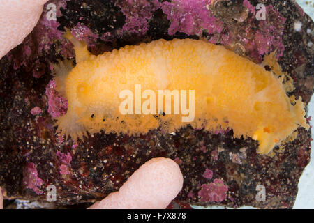 Nudibranche, grosse Tritonia, Tritonia hombergii hombergi, Tritonia, Tritonia alba, Nacktschnecke, Nudibranchia, Tritoniidae Banque D'Images