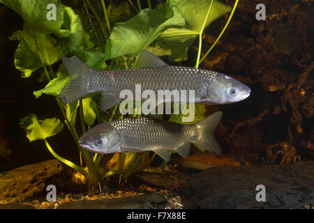 Carpe, Graskarpfen Grasfisch Gras-Karpfen,,, Gras-Fisch Amurkarpfen Weißer, Amur, Amur-Karpfen, Ctenopharyngodon idella Banque D'Images