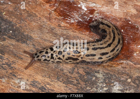 Gardenslug géant européen, grande limace grise, la limace, Großer Schnegel, Tigerschnegel Tiger-Schnegel, Limax maximus, Banque D'Images