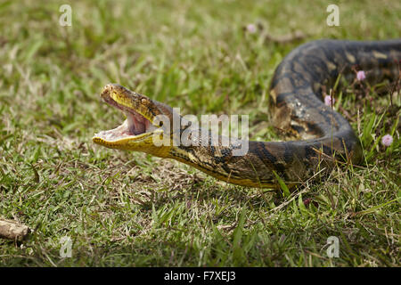 Python réticulé (Python reticulatus) adulte, avec bouche ouverte dans l'affichage dynamique, Bali, Indonésie, Îles de la sonde Lesser, Juillet Banque D'Images