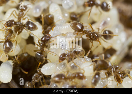 Ant (Bothriomyrmex meridionalis) des travailleurs adultes, tendant les larves en nid, Causse de Gramat, Massif Central, Lot, France, mai Banque D'Images