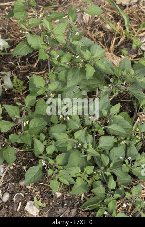 La morelle noire, Solanum nigrum, plante à fleurs d'un rapport annuel sur la lutte contre les mauvaises herbes arables avec de petites fleurs blanches et de baies vertes non mûres, Berkshire, Angleterre, septembre Banque D'Images