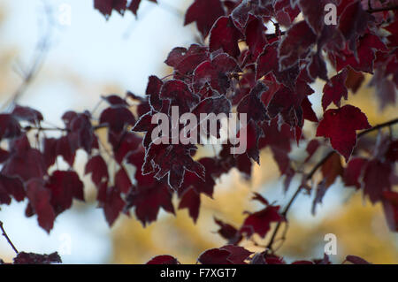 Automne feuilles d'érable bordée de frost photographié sur Spencer Lake Road, Shelton, WA, Mason Comté, USA. Banque D'Images