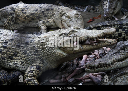 Medan, Nord de Sumatra, en Indonésie. 19Th Mar, 2015. Les crocodiles se rassemblent au moment de l'alimentation à la ferme aux crocodiles. La ville de Medan est un centre d'élevage qui détient plus de 2 800 crocodiles, qui sont aussi les plus grands de l'habitat des crocodiles dans le monde. Le mois dernier, les ministres de l'Indonésie a annoncé des plans pour les crocodiles, tigres et du Pirahna pour garder les détenus dans le pays, afin de les empêcher de s'échapper. © Ivan Damanik/Alamy Live News Banque D'Images