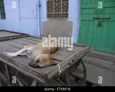 Sleeping Dog repose sur un panier en bois - Scène de rue de Jaipur. Banque D'Images
