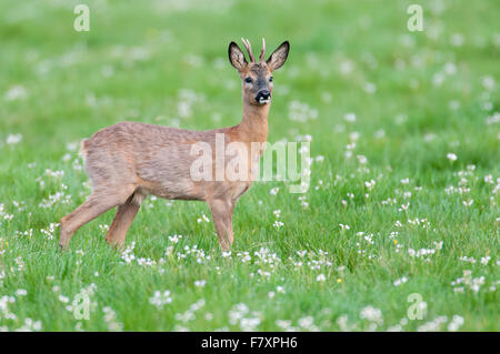 Chevreuil buck au printemps, Capreolus capreolus, Basse-Saxe, Allemagne Banque D'Images