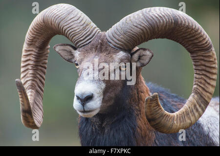 Mouflons, Ovis orientalis, Basse-Saxe, Allemagne Banque D'Images