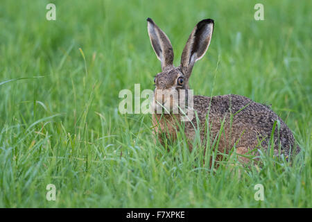 Lièvre européen, Lepus europaeus Banque D'Images