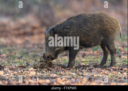 Sanglier, sus scrofa, forêt de Teutoburg, Basse-Saxe, Allemagne Banque D'Images